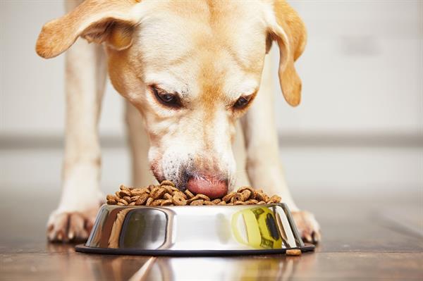 Dog eating pet food