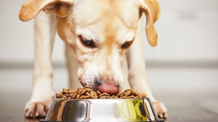 The Pet Food Industry Continues to Grow