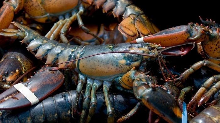 Videos Help China Consumers Prepare American Lobster at Home