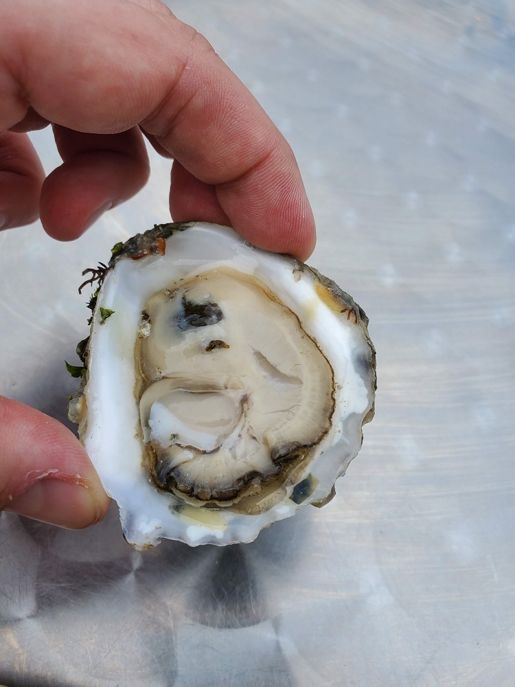 Oyster Photo