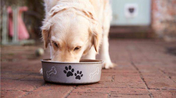 Export Q & A: U.S. Pet Food Exports Continue to Break Record Highs